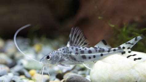 Catfish Species for Aquariums - Types of Aquarium Catfish - SeaFish