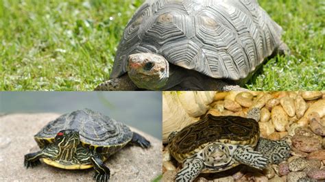 Turtle vs. Tortoise vs. Terrapin [Difference Chart] – The Turtle Hub