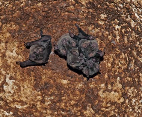 Jamaican Fruit-eating Bat (Artibeus jamaicensis) - Stock Image - C040 ...