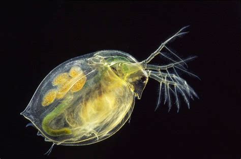 Budidaya Daphnia Magna itu Mudah - Teknik Tani Ikan