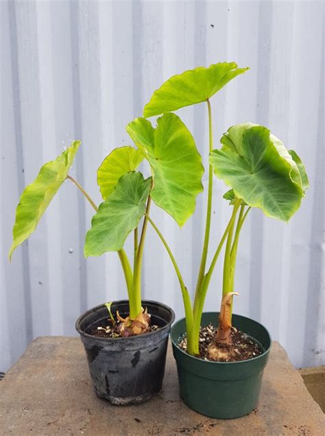 Taro – Urban Seedling