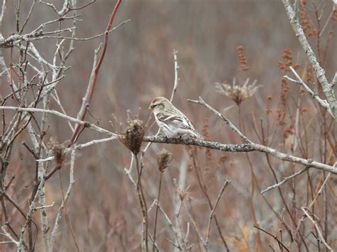 eBird Checklist - 19 Nov 2020 - Amherst Island - 15 species