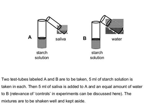 084 digestion of starch by saliva