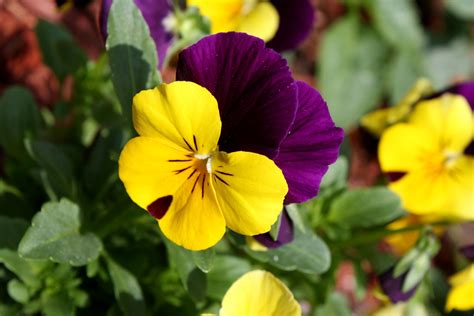 File:Viola tricolor pansy flower close up.jpg - Wikimedia Commons