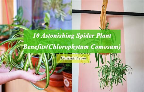 10 Astonishing Spider Plant Benefits (Chlorophytum Comosum)