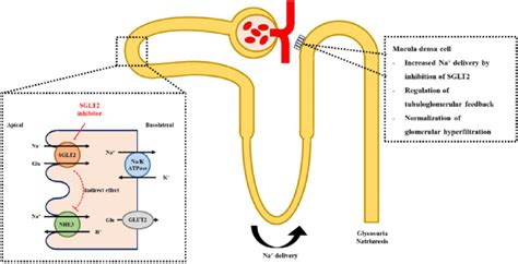 Mechanism of SGLT2 inhibition and the regulation of tubuloglomerular... | Download Scientific ...