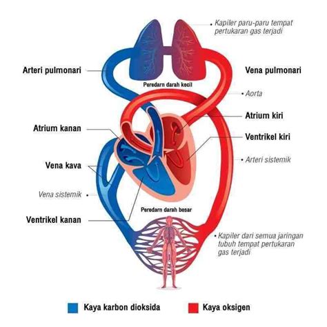 Buatlah skema pembuluh darah utama pada manusia!