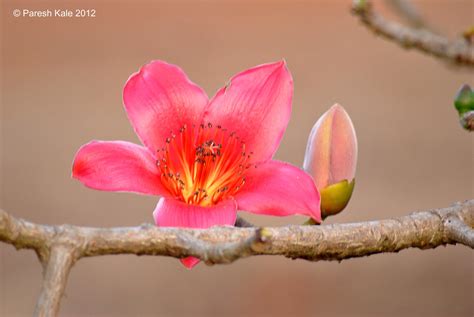 Nature @ IIT Bombay: Flowering Trees: Red Silk Cotton Tree (शाल्मली / शेवर)