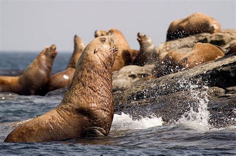 Steller Sea Lion | Los Padres ForestWatch