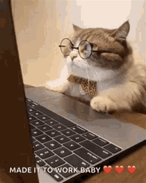 Business Cat Working GIF - BusinessCat Working Cat - Discover & Share GIFs