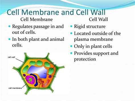 11 Interesting Difference between Cell Wall and Cell Membrane - Core Differences