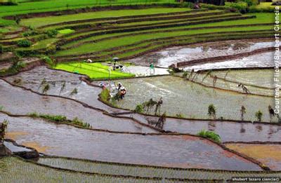 Ifugao Rice Terraces | ASCE