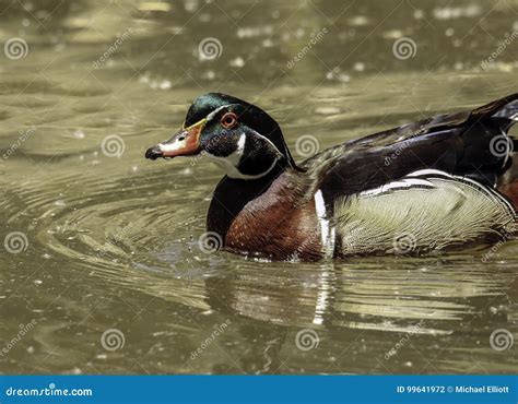 Wood Duck Male and Female stock photo. Image of brown - 99641972