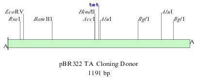 TA Cloning