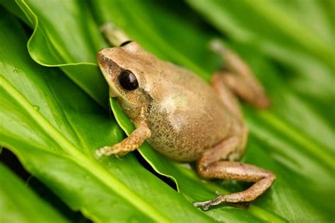 A look at Puerto Rico's coqui frogs, the Caribbean island's national ...