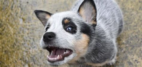 Blue Heeler Suddenly Aggressive: Here's Why + What To Do - Canines and Pups