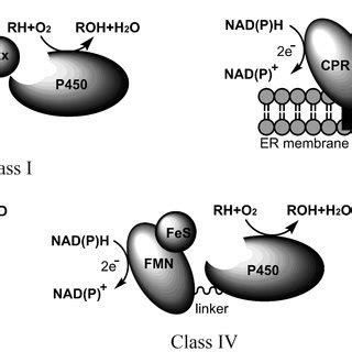 The cytochrome P450 (CYP450) catalytic cycle. The P450 cytochrome... | Download Scientific Diagram