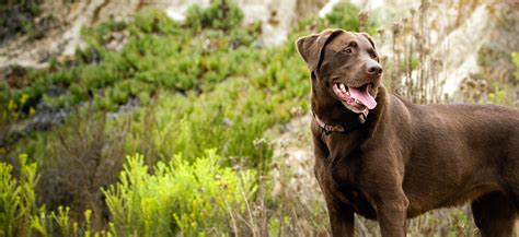 Labrador Retriever Adoption: Labrador Retriever Puppies For Sale and ...