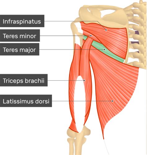 Teres Major Muscle - Attachments, Action & Innervation