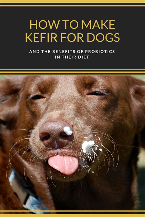 How to make kefir for dogs & the benefits of probiotics in their diet ...