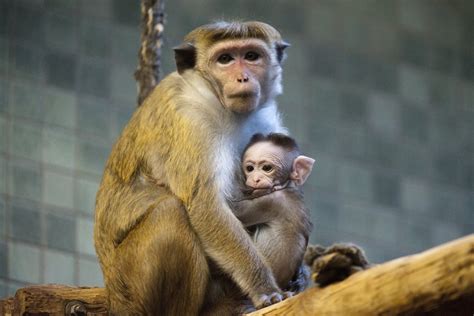 Baby Macaque Pictures | POPSUGAR Pets