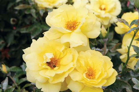 The Best Roses for a Shaded Garden