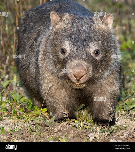 Australian native rodents hi-res stock photography and images - Alamy