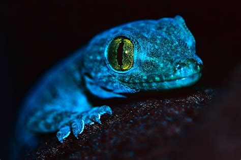 Blue Reptile (Explored) FP | Blue lizard, Lizard, Animals