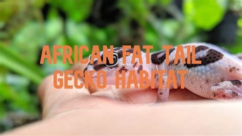 African Fat-Tailed Gecko Habitat - Best Cage For African Fat Tail Gecko