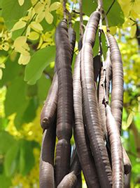 Discover The Medicinal Properties And Benefits Of The Cassia Fistula Tree - A Mild Yet Effective ...