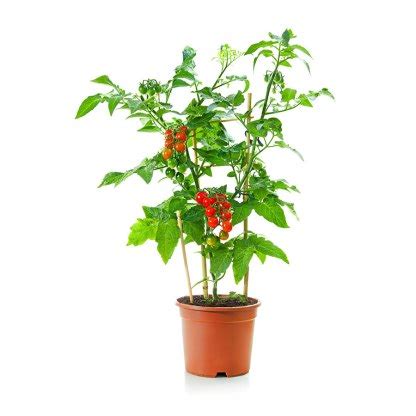 Cherry Tomato Plants For Sale - Sweetie Variety - Vegas Worms