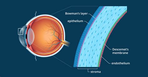 Cornea of the Eye - Definition and Detailed Illustration - Lockport ...