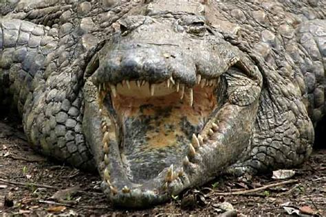 Close-up of Nile crocodile with open mouth