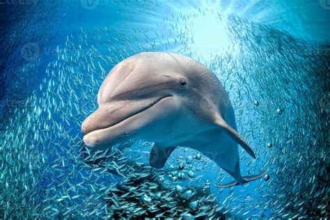 dolphin underwater on blue ocean background 12554162 Stock Photo at ...