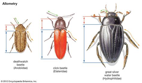 Antenna | animal appendage | Britannica