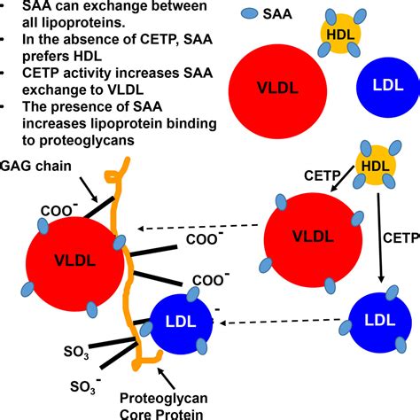 Serum Amyloid A Is an Exchangeable Apolipoprotein | Arteriosclerosis, Thrombosis, and Vascular ...