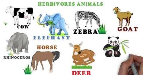 Herbivorous Animals Names | List of Herbivorous Animals pictures with names