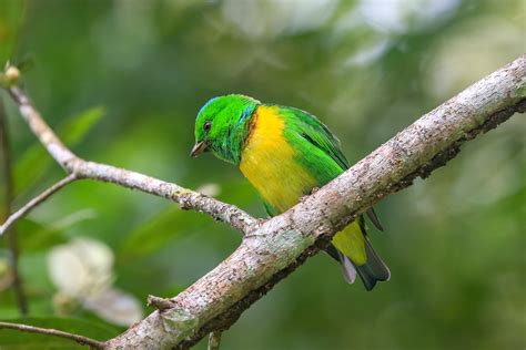 Honduras Birding Tours - Birdwatching - Birds of Honduras - Birdquest