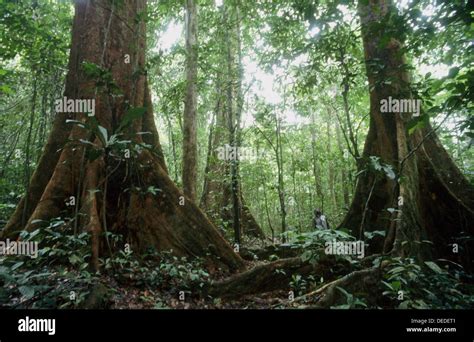 Tropical rainforest cameroon hi-res stock photography and images - Alamy