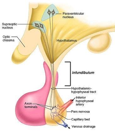 neurohypophysis: (nucleus= collection of nerve cell bodies located in ...