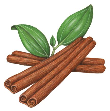 Food painting of three cinnamon sticks with leaves. | Culinary herbs, Spices, Herbs & spices