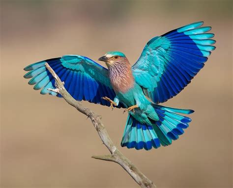 The Indian Roller. | Indian roller, Lilac breasted roller, Beautiful birds