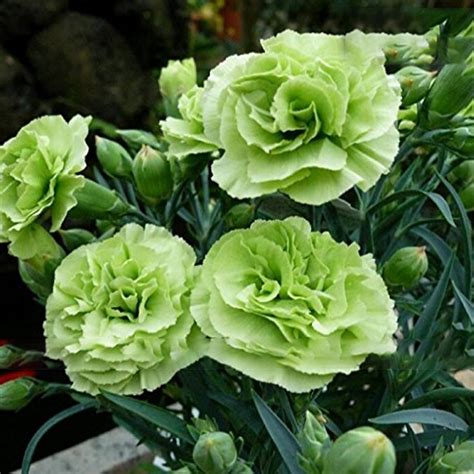 US$ 1.45 - 200PCS Carnation 'CFPC Jade' Green Dianthus Caryophyllus ...