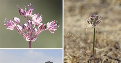 Species New to Science: [Botany • 2023] Allium sunhangii (Amaryllidaceae) • A New Species of ...