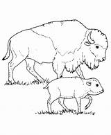 Prairie Animals Coloring Pages  Home sketch template