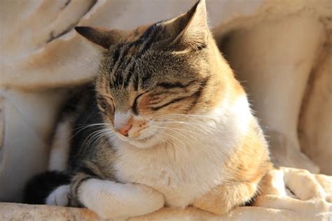 Cat Sleep Hot - Free photo on Pixabay - Pixabay