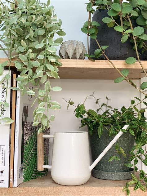 The best desk plants – 8 plants for your home office | Livingetc