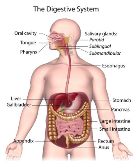 Timing of symptoms and FODMAPs - A blog by Monash FODMAP | The experts ...