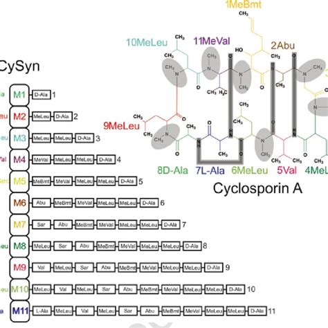 (PDF) Cyclosporines: Biosynthesis and Beyond