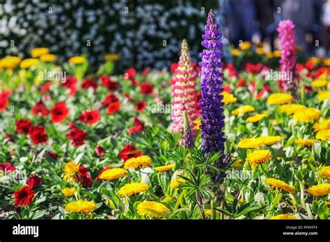 purple lupin flower Stock Photo - Alamy